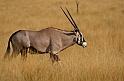 015 Kalahari woestijn, oryx